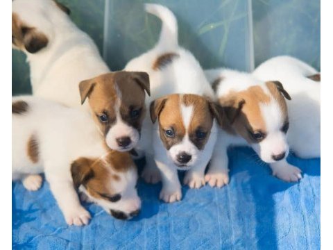 Jack russel yavruları