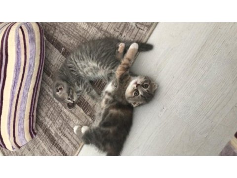 Scottish fold dişi kedi
