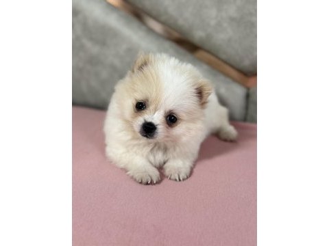 Orijinal pomeranian bebekler