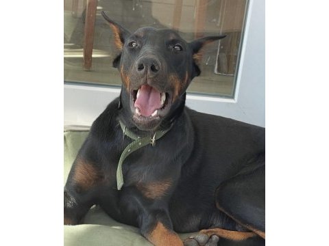 Dişi safkan doberman