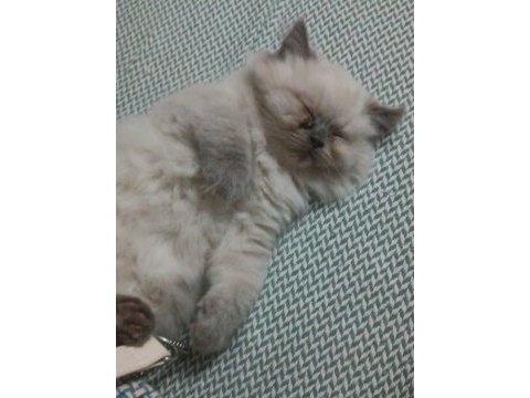 Tatlı british longhair yavruyu sahiplendiriyorum