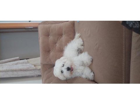 5 aylık dişi maltese terrier