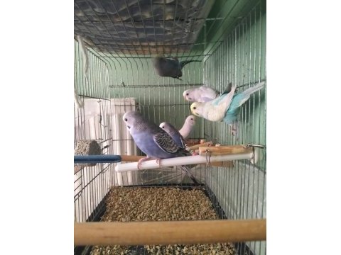 Bebek muhabbet kuşu yavrular