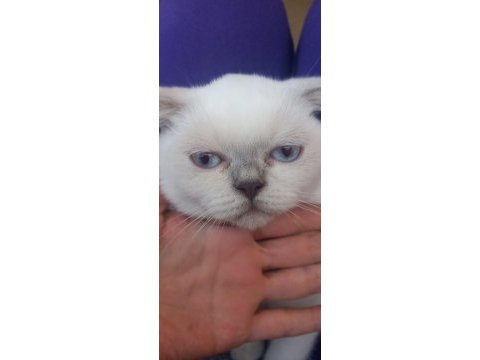 Dişi 5 aylık yavru british shorthair