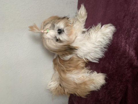 0 burun tüy dökmez koku yapmaz a kalite shih tzu yavrular