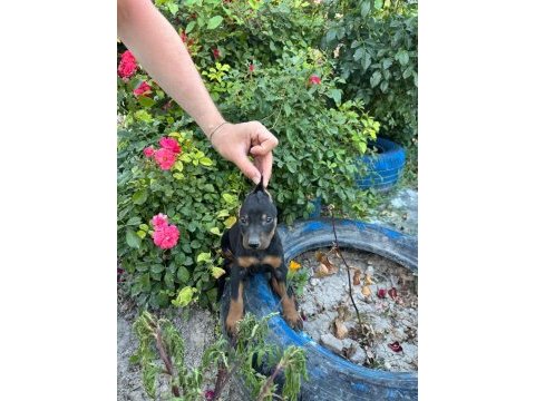 Minik doberman köpekler yeni yuvalarını arıyor