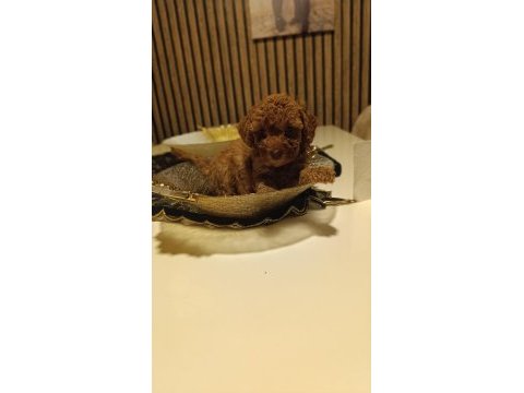 Sevimli ırk toy poodle