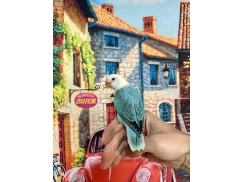 Cennet papağanı yavru (üst mutasyon)