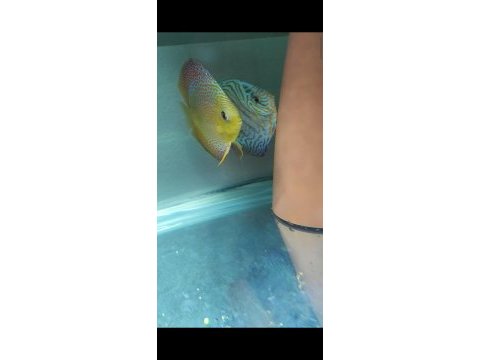3 adet discus ikisi çift