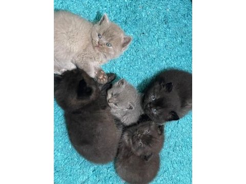 British shorthair yavrularımız
