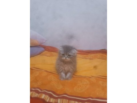 3 aylık scottish fold