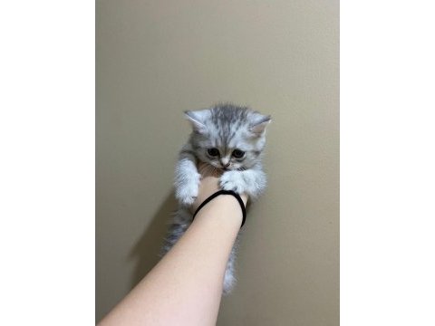 British shorthair silver tabby