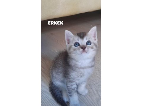 44 günlük kediler