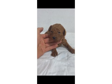 45 gunluk toy poodle yavrular