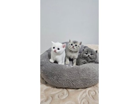 55 günlük british longhair safkan acil sahiplendirilecektir