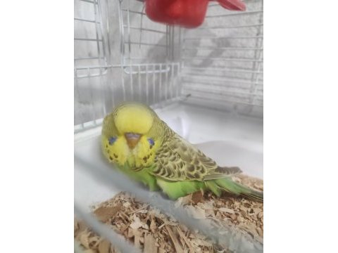 Yeni yeme düşen erkek yavru show jumbo muhabbet kuşu