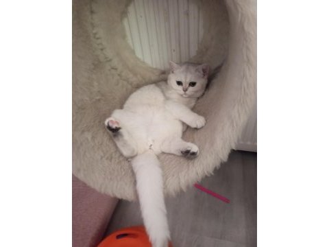 Silver chinchilla rengi 4,5 aylık safkan yavrumuz