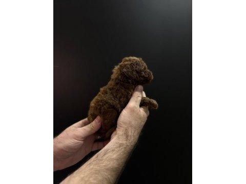 Orjinal toy poodle yavrular