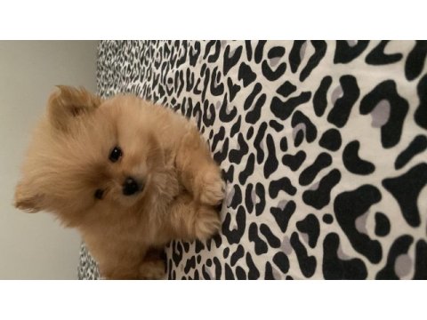 Pomeranian boo