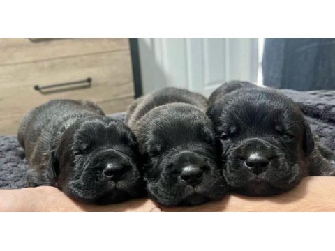 Dev cane corso bebekler