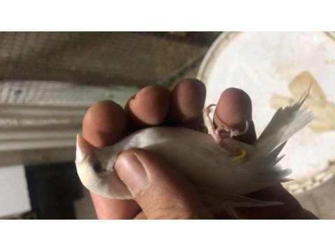 Bengal ispinozu dişi erkek karışık
