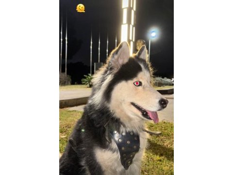 Husky köpeğimize acil yuva aranıyor