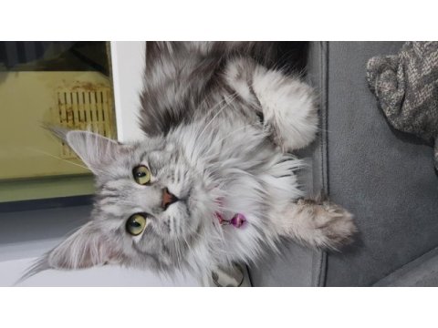 Şecereli main coon çifti