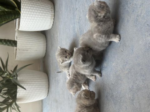 British shorthair kedisi