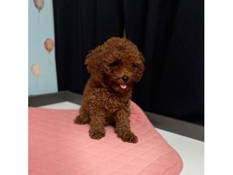 Poodle dişi erkek yavru
