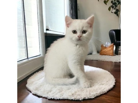 Tatlı oscar şirin mi şirin british shorthair