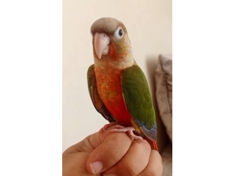 Yeni yeme düşmüş konur bebek