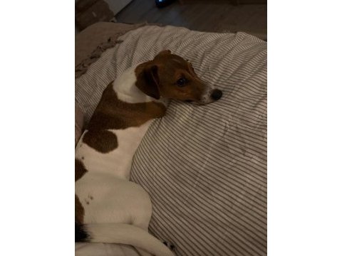 Jack russell iş dolayısıyla sahiplendirmek istiyorum
