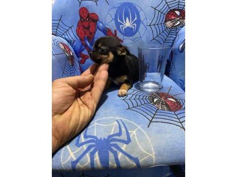 Chihuahua yavruları