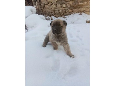 Avrupa ülkelerine ve türkiyenin bütün illerine kangal