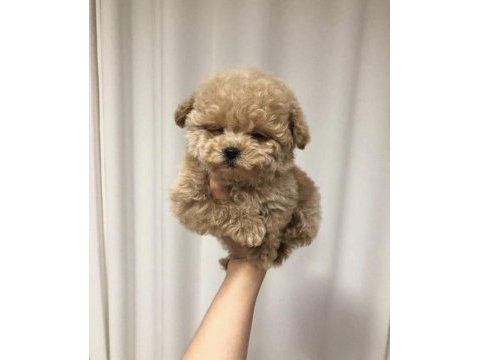 Kore teacup maltipoo yavrumuz