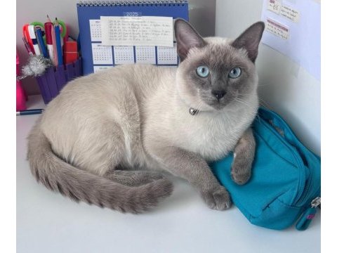 Siyam blue point oğluma eş arıyorum