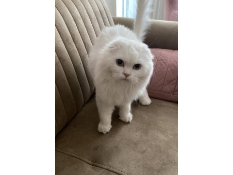 6 aylık erkek scottish fold