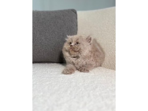 Irk ve sağlık garantili british longhair yavrularımız