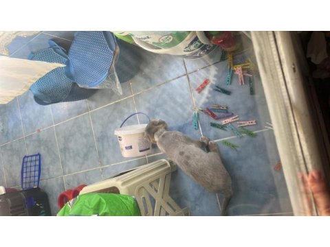 Acil sahiplendirilecek 7 aylık scottish fold