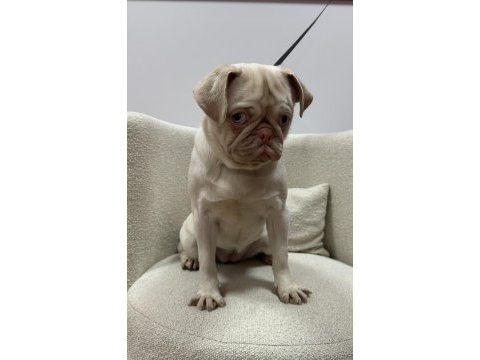 Türkiye de tek pink pug yetişkin dişi
