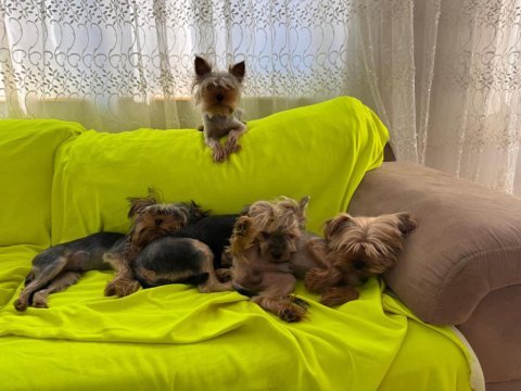6 aylık erkek yorkshire terrier