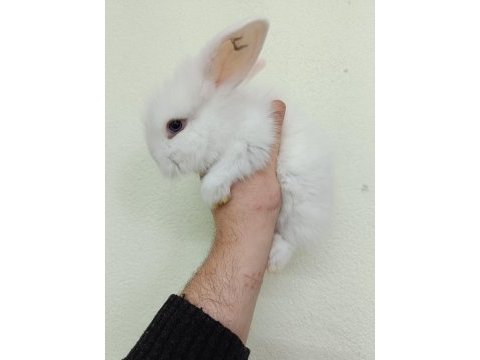 Lop tavşanı yavrular