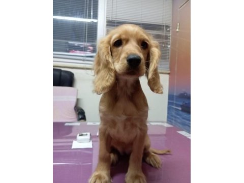 Çok uygun tuvalet eğitimli american cocker