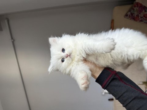 Dünya güzeli british longhair prenses