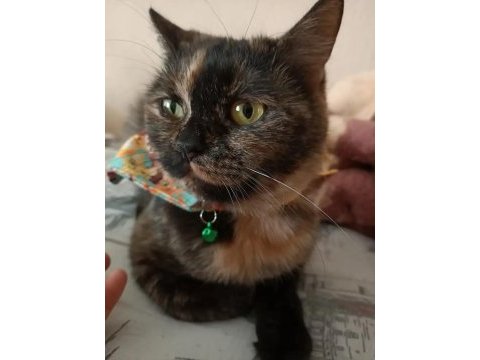 Sevecen british kızımız lucy