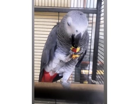 Evcil konuşan jako papağanı ev ortamında büyümüş