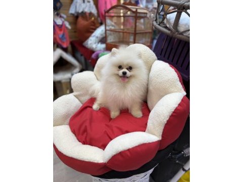 Beyaz küçük kalan pomeryan boo