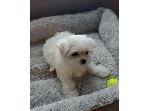 Maltese terrier yavrularımız aynı gün teslimat