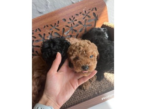 Tr nin en iyi anne babasından poodle