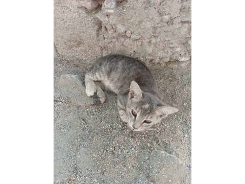 Gri yavru kedimiz acil yuva arıyor